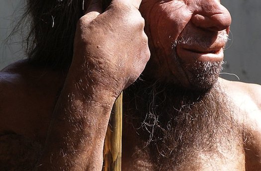   Homo neanderthalensis