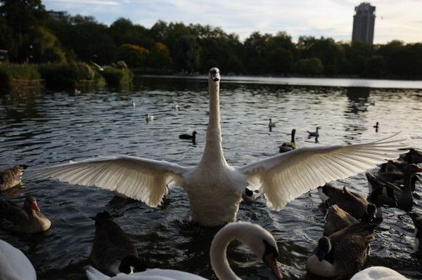 лебеди в лондонских парках водятся до сих пор, но вот зовут ли хотя бы одного из них Пухом, мы не знаем