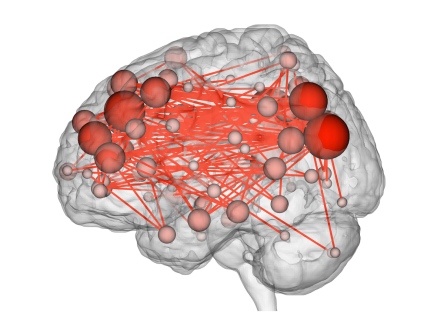 связи между участками лобной и теменной коры мозга