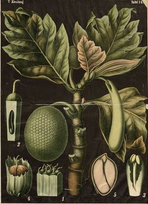 иллюстрация хлебного дерева из ботанического атласа 1895 года