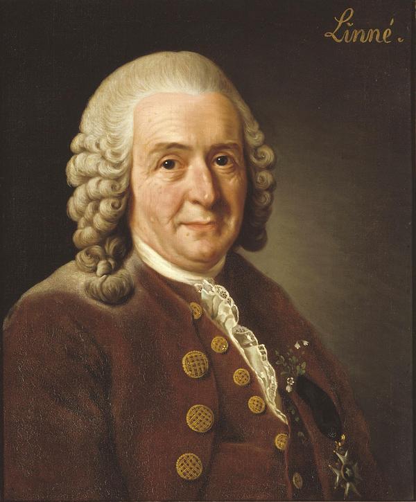 Карл Линней (на портрете работы Александра Рослина, 1775 год) положил начало путанице