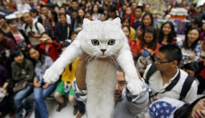 судьба котов и кошек в Китае