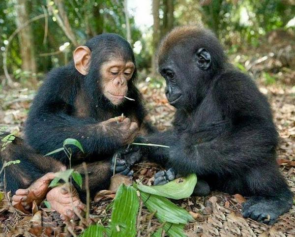 детёныши шимпанзе и горилл