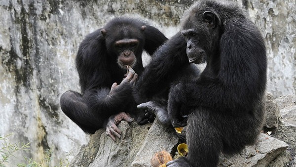 у людей больше общего с шимпанзе чем с другими человекообразными обезьянами