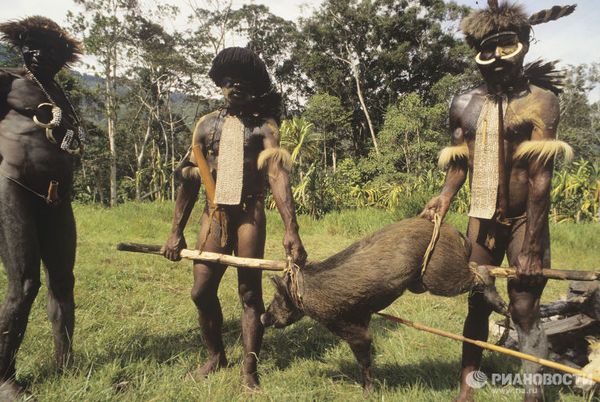 Папуа-Новая Гвинея. Индейцы племени дани с добычей.