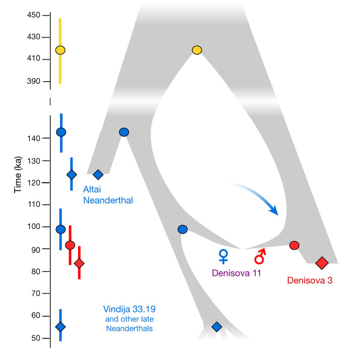 Рис. 2. Схема родственных связей неандертальцев и денисовцев, основанная на данных по ядерным геномам. По вертикальной оси — время в тысячах лет назад. Ромбами показаны три генома, прочтенных с высоким покрытием (Altai Neanderthal, Denisova 3, Vindija 33.19), кружками — моменты разделения предковых популяций, оцененные по величине различий между геномами. Датировки геномов основаны на молекулярно-генетических данных (упрощенно говоря, чем древнее индивид, тем меньше он успел накопить отличий от шимпанзе) и на предположении, что предки людей и шимпанзе разделились 13 млн. лет назад. Синей стрелкой обозначен приток неандертальских генов в денисовскую популяцию, имевший место за 300–600 поколений до времени жизни Denisova 11. Рисунок из обсуждаемой статьи в Nature.