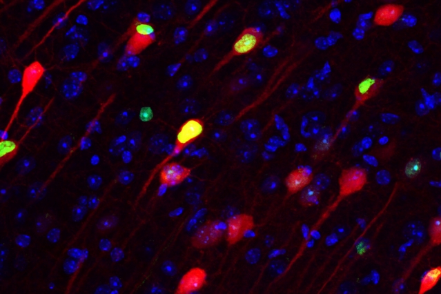 энграммные нейроны коры (красным цветом), отвечающие за долговременные неприятные воспоминания у мыши (фото: Takashi Kitamura / MIT)