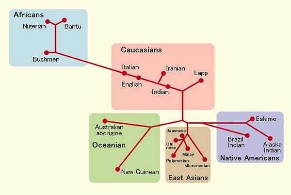 3 основные расы - африканцы (живущие южнее Сахары), восточные азиаты (китайцы, японцы, корейцы) и кавказская раса (европейцы, народы Ближнего Востока и индийского субконтинента)