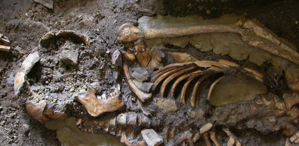 скелет из грота Котиас Клде в Западной Грузии возрастом около 9,7 тысячи лет