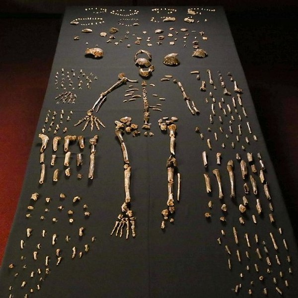 Homo Naledi существовал в одно время с Homo sapiens — останкам примерно 250 тыс. лет