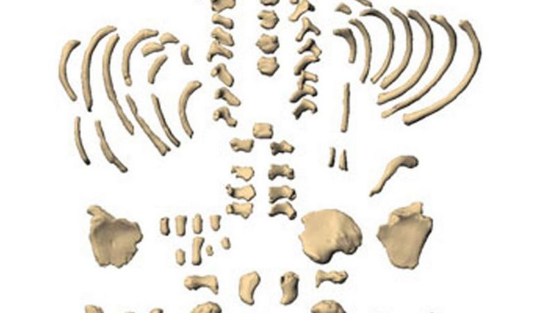 виртуальная реконструкция посткраниального скелета новорожденного неандертальца из Мезмайской пещеры