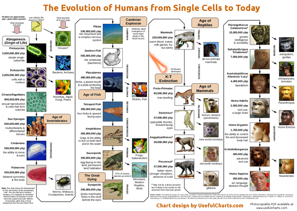 эволюция человека от клетки