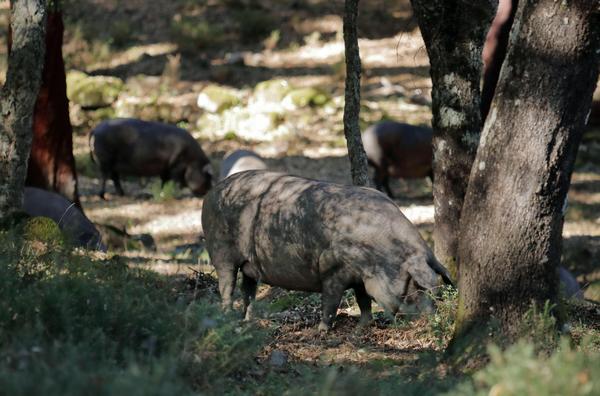 для производства хамона иберико используются исключительно свиньи чёерной иберийской породы, являющиеся потомками диких свиней, которые в древние времена обитали на берегах Средиземного моря, в лесах Сьерра-Морена