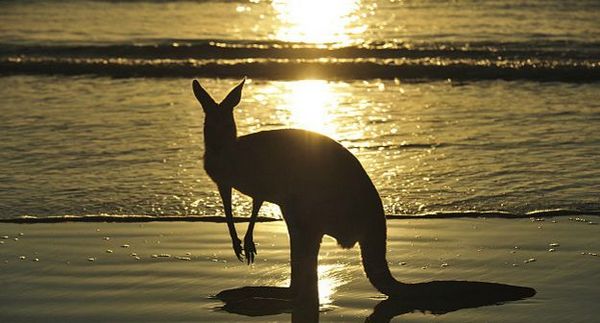Австралия: отпуск и кенгуру являются нормой