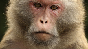 обезьяны вряд ли получат Нобелевскую премию по литературе