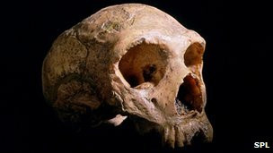 до настоящего момента знание исследователей о мозге неандертальцев основывалось на формах черепа