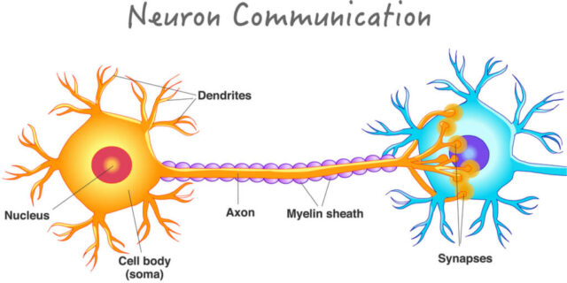изображение основных частей нейрона, необходимых для передачи сигнала