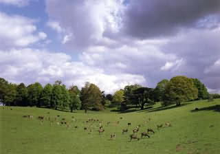 Petworth Deer Park