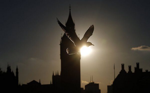 чайка пролетает мимо башни Биг-Бен в Лондоне