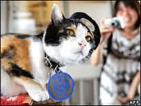 кошка Тама увеличила доходы железной дороги в Японии