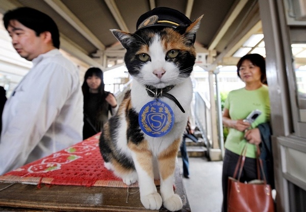 кошка по кличке Тама была назначена начальником станции Киси в 2007 г.